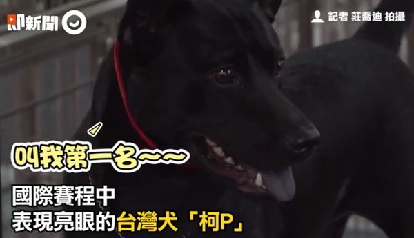 ▲台灣犬柯p（翻攝即新聞）