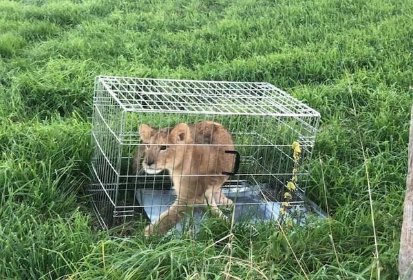 慢跑發現小獅子被棄養。（圖／翻攝自Politie Stichtse Vecht）