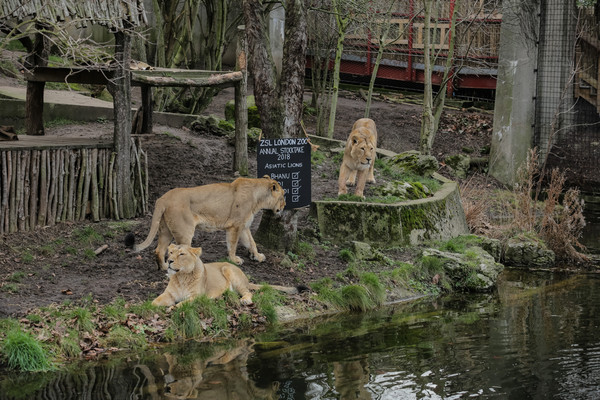 ▲瀕危亞洲獅在過去一個月內死了23頭。（圖／達志影像）