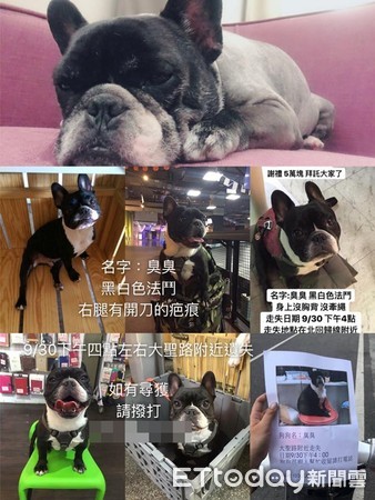 愛犬失蹤7日...驚見垃圾袋裹屍滿臉蛆。（圖／飼主陳奈奈提供，請勿隨意翻拍，以免侵權。） 