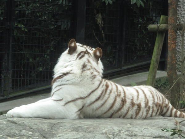 鹿兒島平川動物公園職員遭白老虎襲擊亡。（圖／翻攝自推特／平川動物公園）