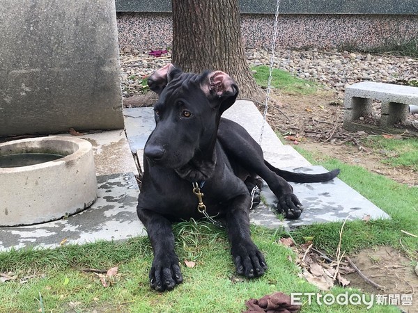 高山犬叼魚要加菜，被罵眼閉緊緊。（圖／飼主‎Emily Teng提供，請勿隨意翻拍，以免侵權。）