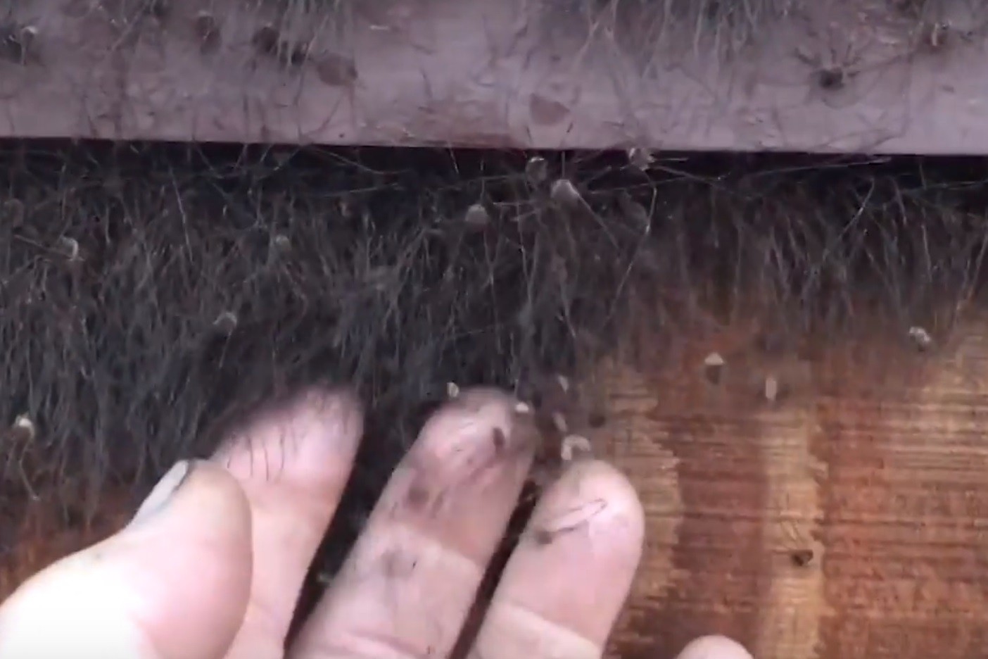 ▲▼阿拉斯加男子在家中發現大量蜘蛛。（圖／翻攝自YouTube）