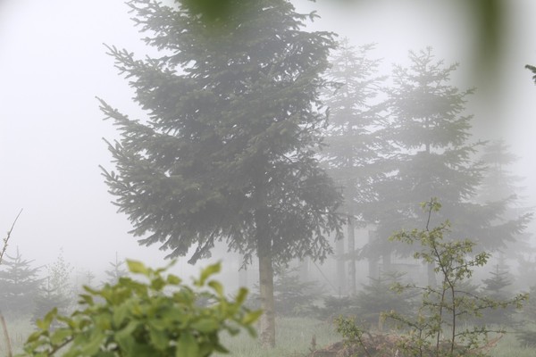 ▲▼霧、森林。（圖／取自免費圖庫pixabay）
