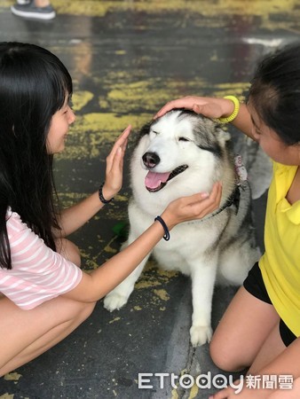 月月肥臀下藏秘密，飼主一看氣炸！（圖／臉書粉專白肥美哈士奇Muse授權提供）