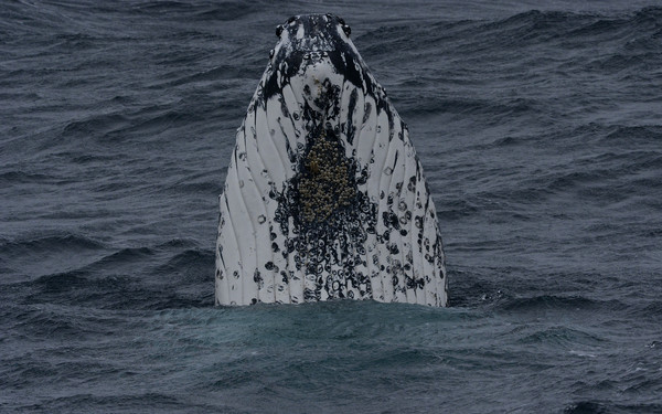 ▲▼澳洲科學家考察塔斯曼海域（Tasman Sea）時，意外發現海底藏著驚奇的「失落世界」，若從海底開始計算，這一系列的火山最高達3000米，但因為最高峰離海面也有2000米，過往從未被人類發現。（圖／取自CSIRO）