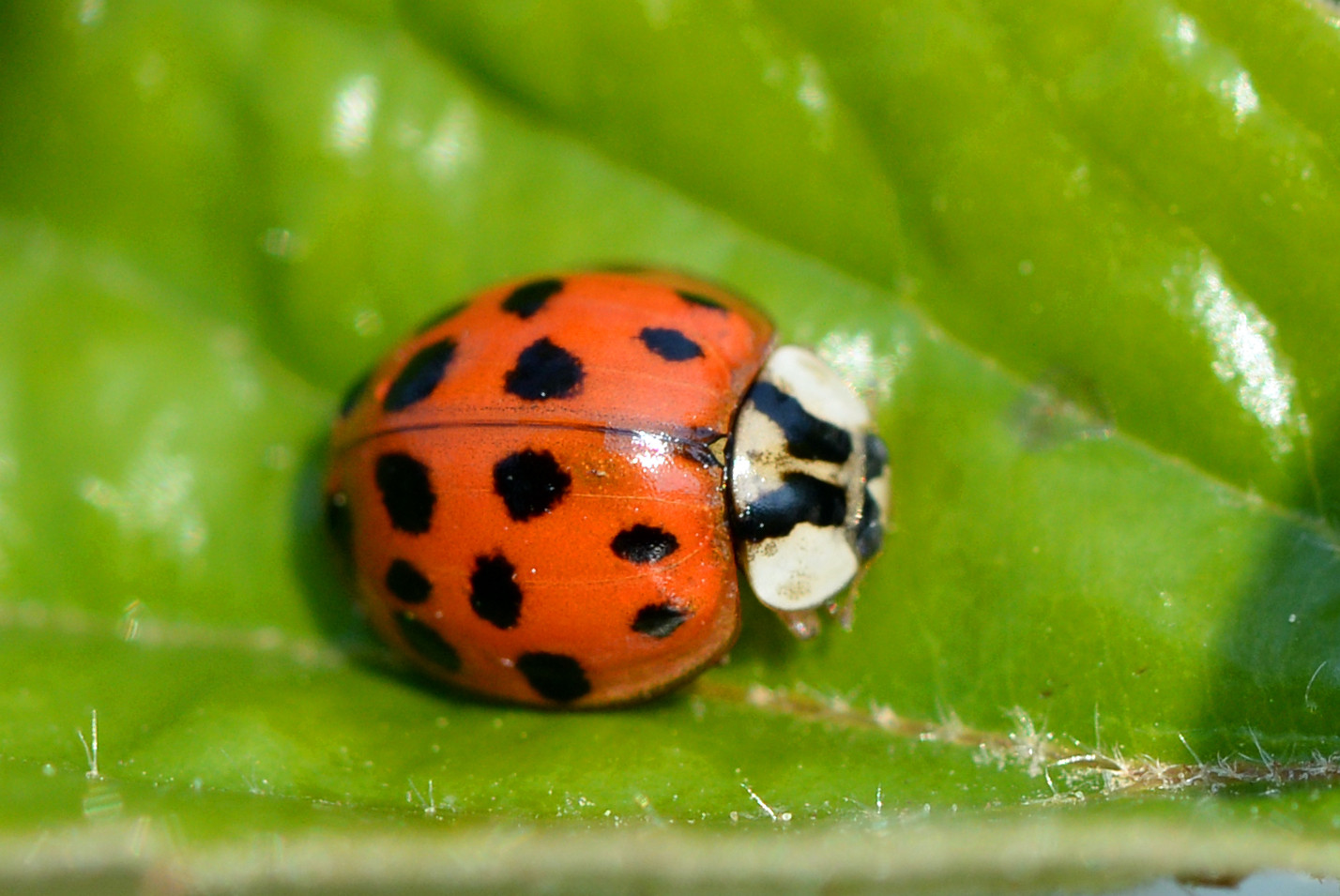 ▲▼異色瓢蟲（Harlequin ladybird）。（圖／達志影像／美聯社）