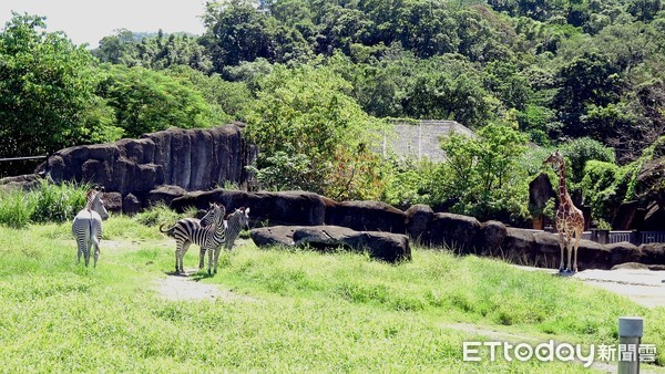 動物園斑馬。（圖／台北市立動物園提供）