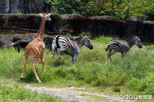 動物園斑馬。（圖／台北市立動物園提供）