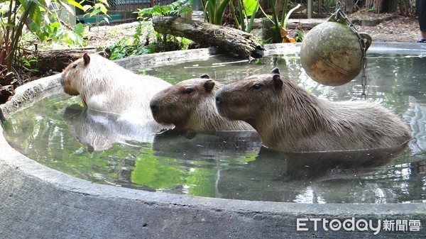 ▲水豚。（圖／台北市立動物園提供）