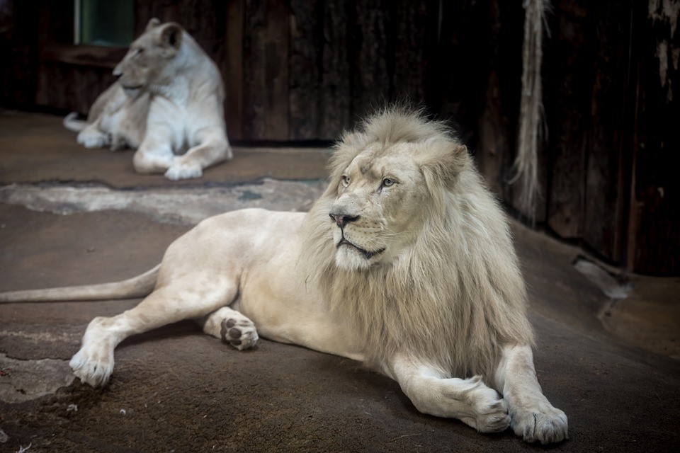 ▲▼獅子,白獅子。（圖／取自免費圖庫Pixabay）