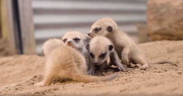 ▼澳洲西姆比歐野生動物園日前誕生5隻狐獴寶寶，模樣萌翻。（圖／翻攝自Symbio Wildlife Park 臉書）