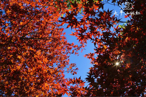 ▲太平山的中央階梯紫葉槭轉紅。（圖／肉魯 走遍全台灣環遊全世界提供，請勿隨意翻拍，以免侵權）