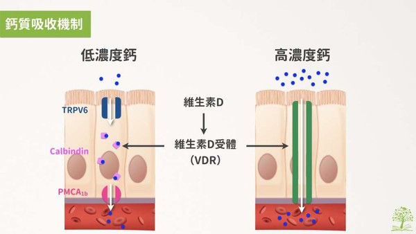 喝咖啡怕骨質疏鬆？（圖／好食課提供）