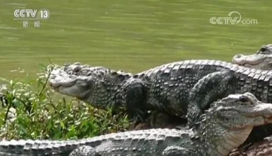 ▲揚子鱷。（圖／翻攝自央視新聞截圖）
