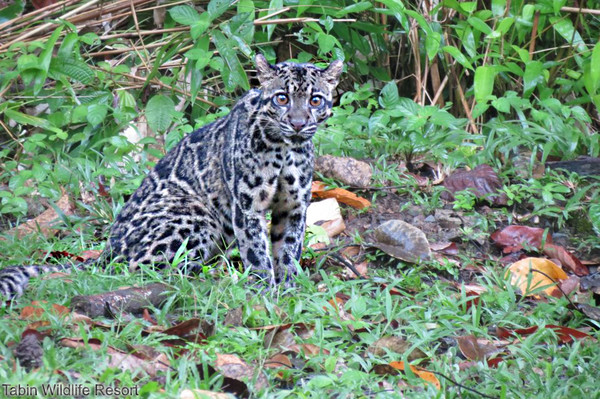 ▲馬來西亞塔賓野生動物保護區。（圖／馬來西亞觀光局提供）