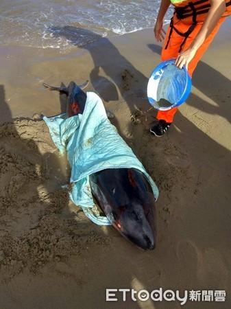 ▲挖沙坑引海水再澆水，屏警海巡總動員救回一隻海豚。（圖／記者陳崑福翻攝）