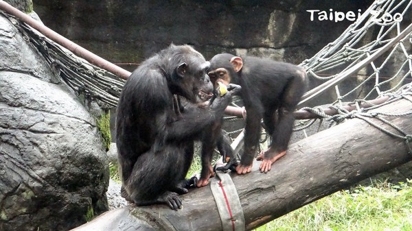 ▲龜殼花藏置物架！　49歲母黑猩猩「阿美」特殊尖叫救大家。（圖／臺北市立動物園提供）