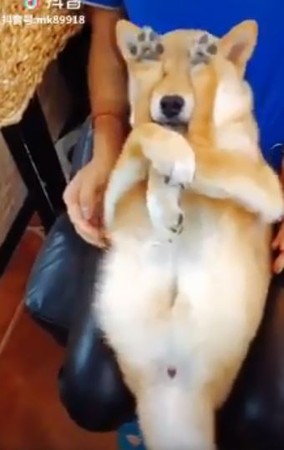 ▲柴柴腳遮眼睛！手手環抱身體「做瑜珈」：本柴啥都看不到～（圖／翻攝自爆料公社）