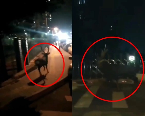 ▲北京街頭出現了一頭鹿。（圖／翻攝自北京青年報影片）