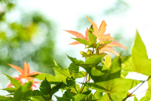 ▲▼樹葉             。（圖／取自免費圖庫pixabay）