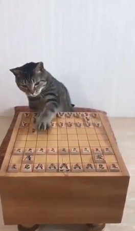 「換你了！」貓皇下棋姿勢100分。（圖／翻攝自推特帳號@mofnekoclub）