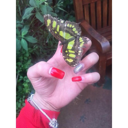 英女蝴蝶園偷走最大顆繭，孵出皇蛾拒交還。（圖／翻攝自Facebook／Paige Firkins）