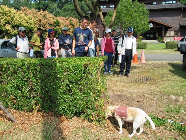 ▲▼米格魯當樹醫偵查植物褐根病菌。（圖／翻攝嘉義林管處）