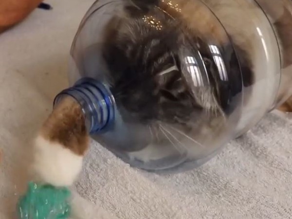 ▲▼來自丹麥的伯曼貓Nelly鑽進剪半的寶特瓶裡面玩。（圖／翻攝自Instagram帳號「missenell」）