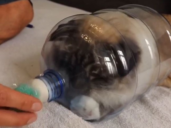 ▲▼來自丹麥的伯曼貓Nelly鑽進剪半的寶特瓶裡面玩。（圖／翻攝自Instagram帳號「missenell」）