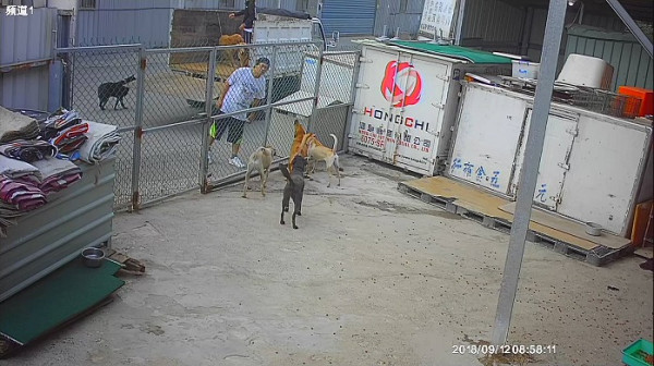 ▲▼載黃金獵犬棄五股狗場！一隻暴斃死亡　監視畫面查車牌抓到人。（圖／新北市動保處提供）