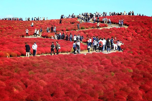 ▲▼國營常陸海濱公園掃帚草，國營日立海濱公園掃帚草。（圖／三小a的隨手拍寫臉書專頁授權提供，請勿隨意翻攝）