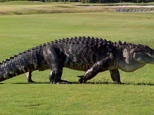 住在高爾夫球場的巨鱷。（圖／翻攝自Facebook／Buffalo Creek Golf Course）