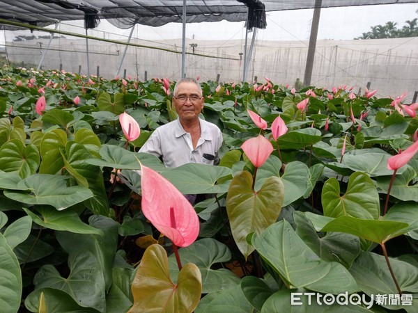 ▲屏東花農吳進丁，鍾愛火鶴花30年。（圖／記者陳崑福翻攝）