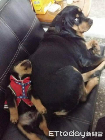 ▲主人在吃早餐，羅威那犬一旁掛2條口水。（圖／網友呂蕙琳提供）