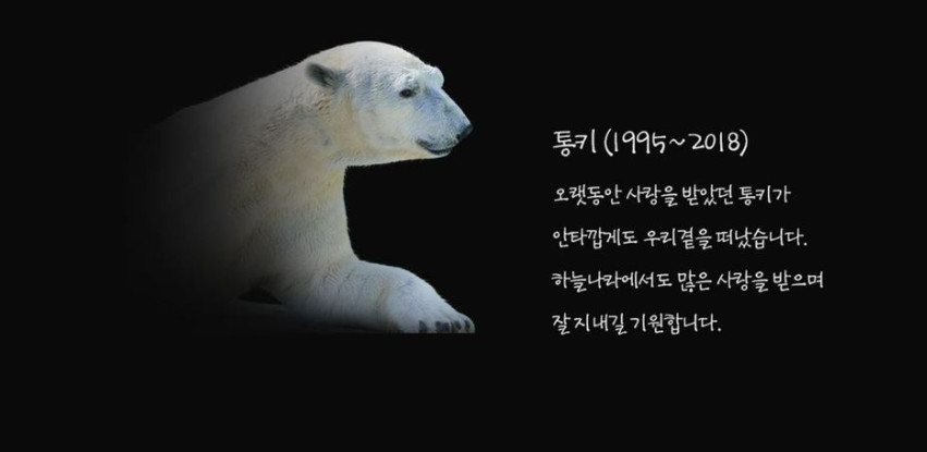▲▼ 南韓唯一一隻北極熊彈平離開人世。（圖／愛寶樂園）