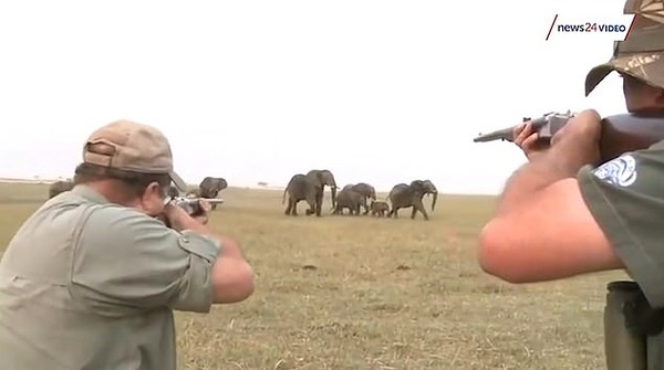 ▲▼納比米亞大象遭獵殺同伴暴怒。（圖／翻攝自Youtube）