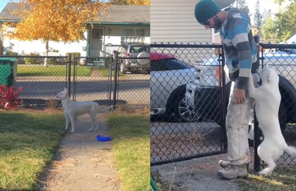 ▲▼聾啞汪「聞到爸回家秒笑」飛撲迎接　媽笑：一天中最美的時刻。（圖／翻攝自Christine Bray臉書）