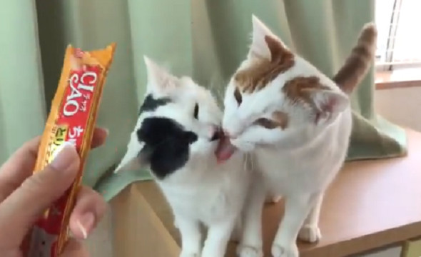 ▲貓咪們吃肉泥吃到一半開始「舌吻」。（圖／翻攝自Twitter／shirokenoneko）
