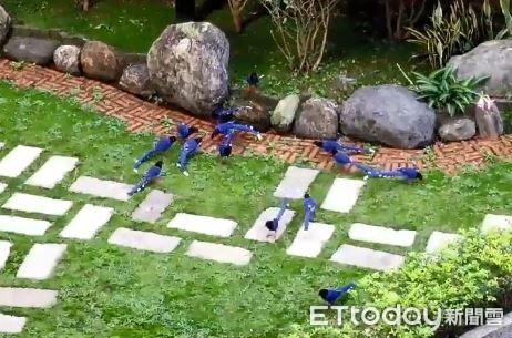 ▲社區花園驚見14隻台灣藍鵲群聚。（圖／網友施志光授權提供）