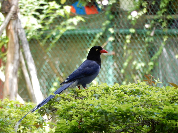 ▲台灣藍鵲。（圖／台北市動物保護處提供）