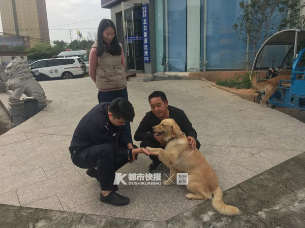 ▲▼後來黃金獵犬順利找到主人回家。（圖／都市快報）