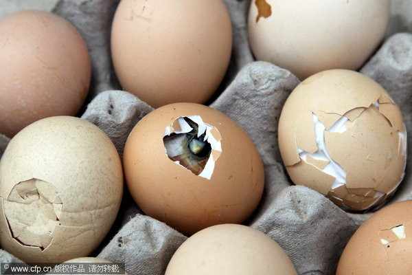 河南鄭州有民眾買了毛雞蛋，疑似天氣炎熱而孵化成了小雞。(圖／CFP)