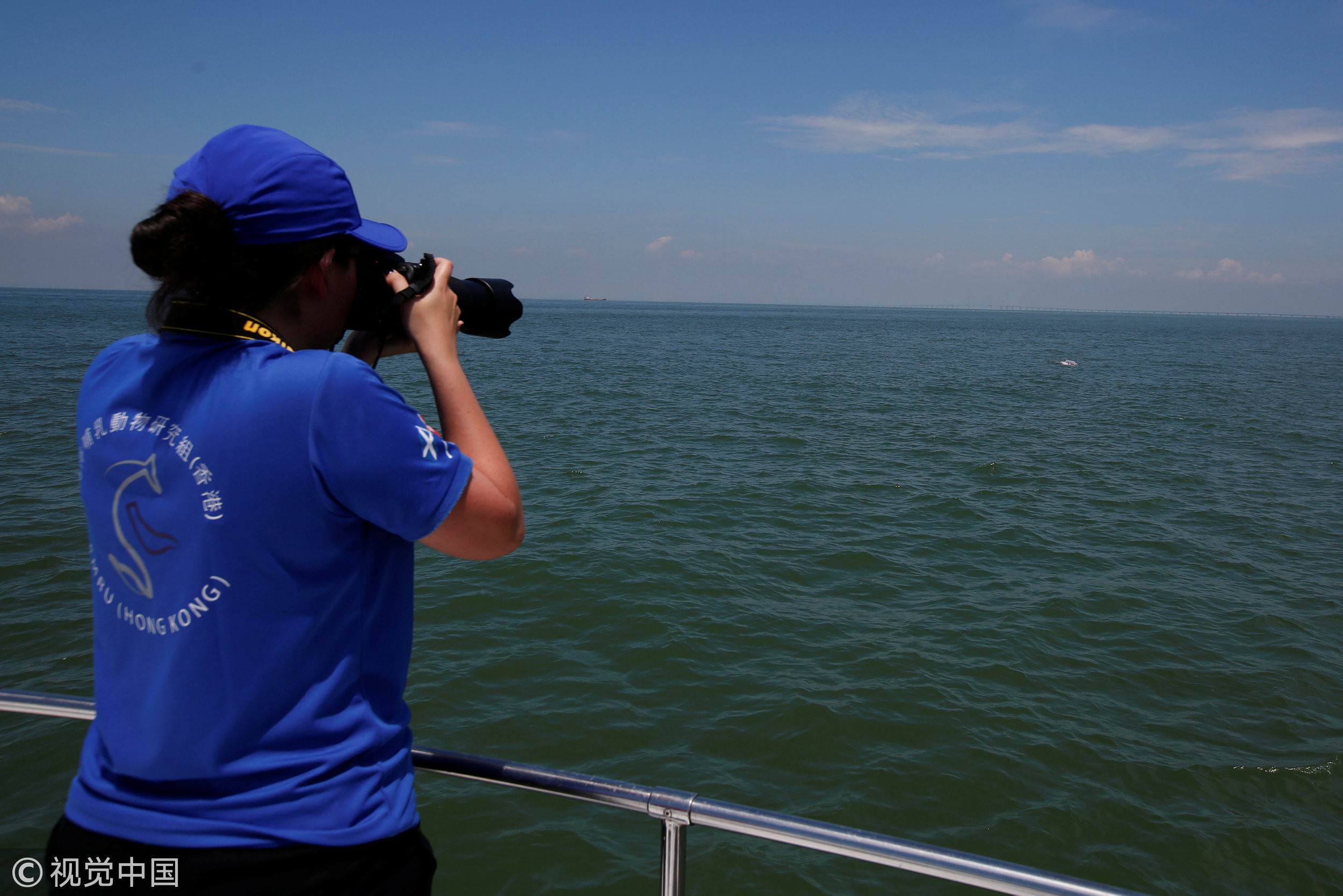 ▲▼海洋哺乳動物研究小組SMRU Consulting的成員在大嶼山港珠澳大橋前拍攝中華白海豚。（圖／CFP）
