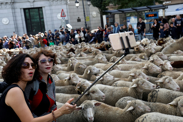 ▲▼西班牙馬德里市一年一度的「綿羊路過日」，羊農領著羊群穿過街道。（圖／路透）