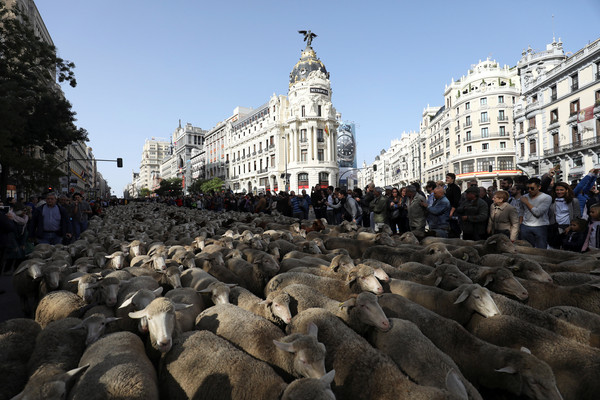 ▲▼西班牙馬德里市一年一度的「綿羊路過日」，羊農領著羊群穿過街道。（圖／路透）