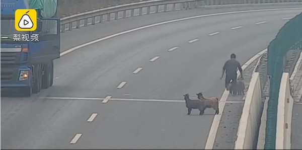▲▼4隻羊趁主人不注意偷跑到高速公路上。（圖／翻攝自梨視頻）