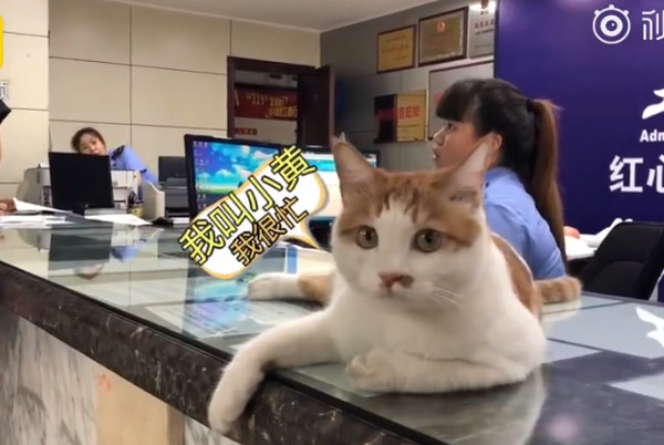 九龍坡楊家坪工商所公務員貓。（圖／翻攝自梨視頻）