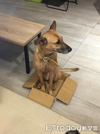 喵魂大黃塞紙箱，坐到炸開臉淡定。（圖／有點毛毛的／飼主賴毛兒提供，下同）