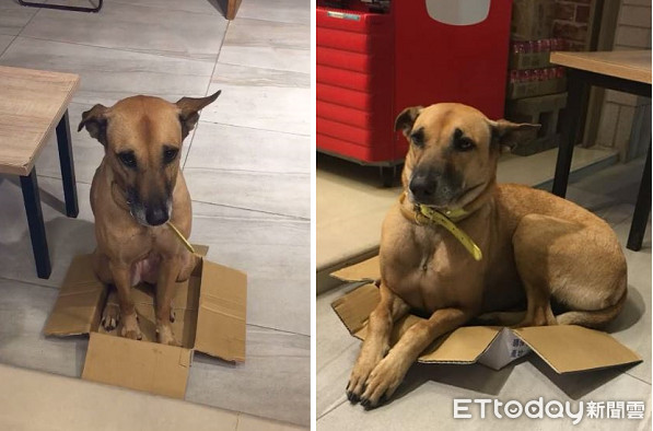 喵魂大黃塞紙箱，坐到炸開臉淡定。（圖／有點毛毛的／飼主賴毛兒提供，下同）